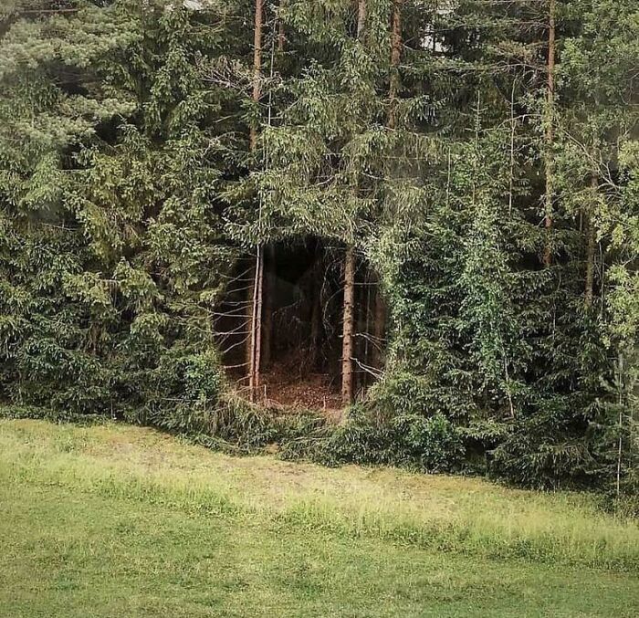 A creepy image of a circular dark opening in a dense forest, suggesting a mysterious or nightmarish entrance.