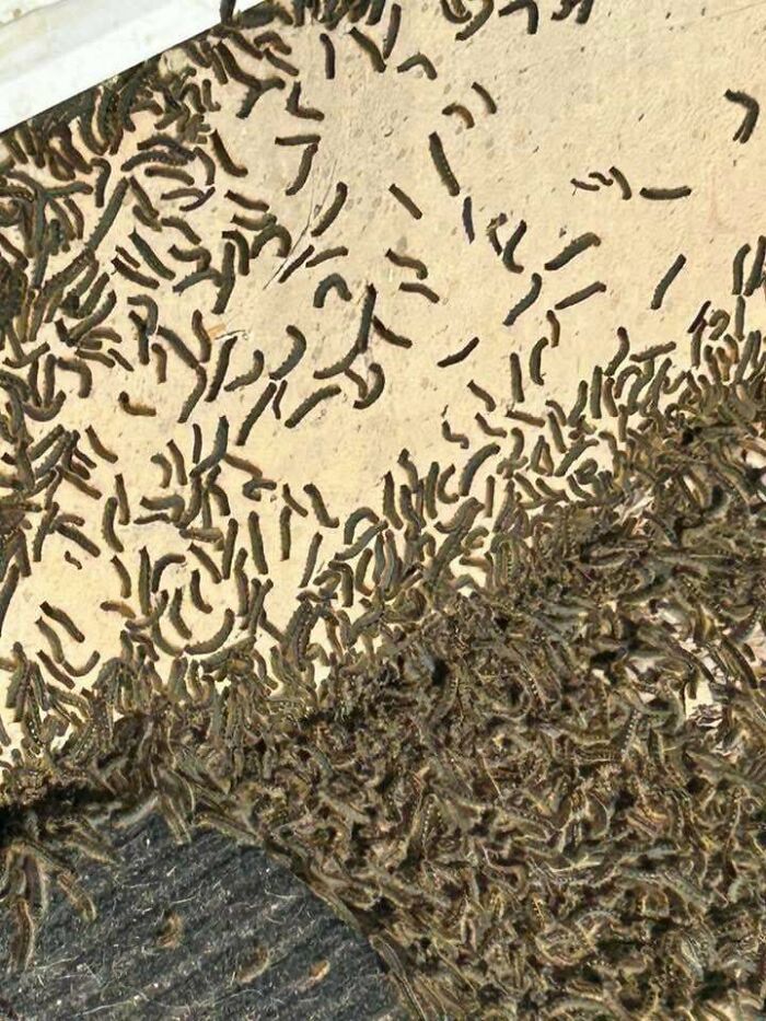 A disturbing image of hundreds of creepy caterpillars crawling on a surface, true nightmare fuel.