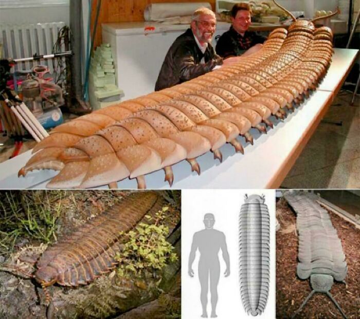 A massive, creepy image of an ancient millipede model on a table, next to a human for scale, and fossil images.