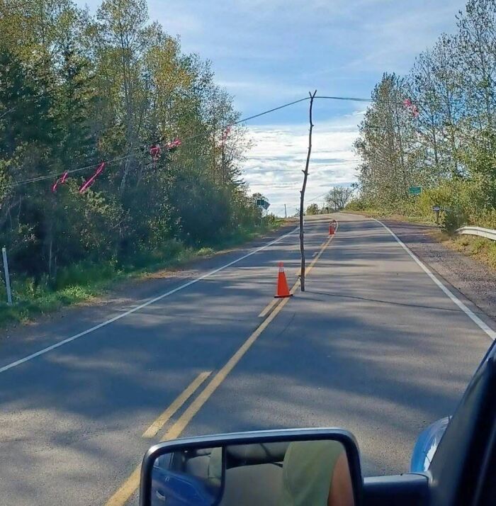 A tree branch and traffic cone used as a makeshift warning on a road, a ridiculous post reflecting America's cultural decline.
