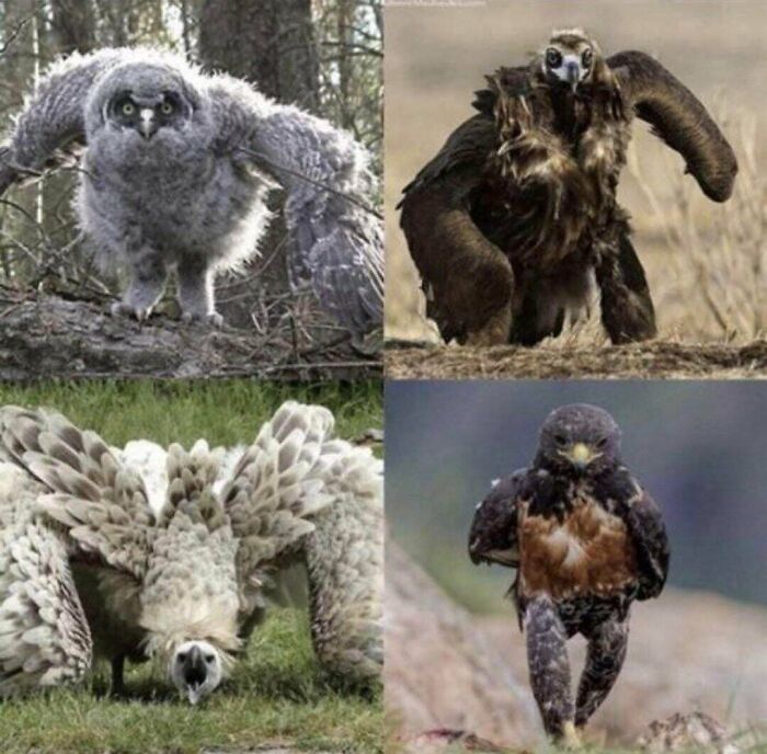 A collage of four birds appearing to have human-like arms and legs, creating a creepy image.