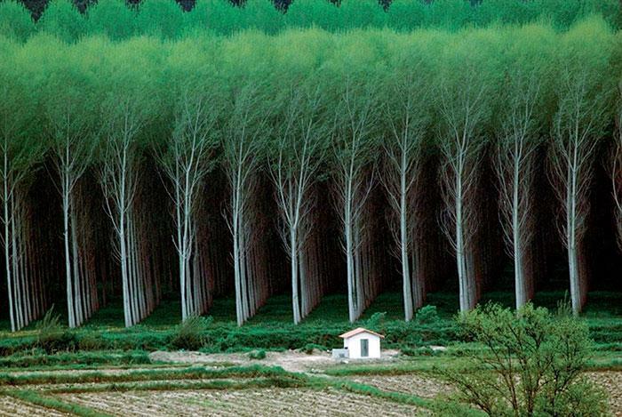 A small white house nestled among tall, thin trees, creating a slightly creepy image.