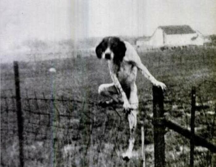 A black and white photo of a dog perched on a barbed wire fence, a creepy image.