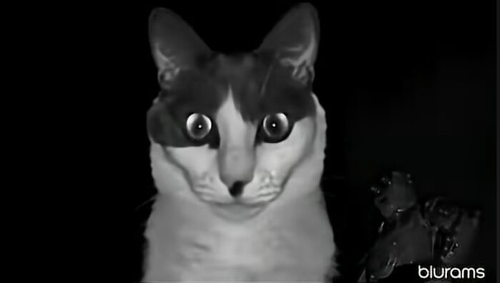 A black and white cat with wide, staring eyes looks directly at the camera in a dark setting, a creepy image for nightmare fuel.