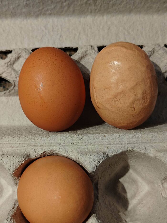 Two brown eggs in a carton, one perfectly smooth and the other shriveled and wrinkled. A creepy image, truly nightmare fuel.
