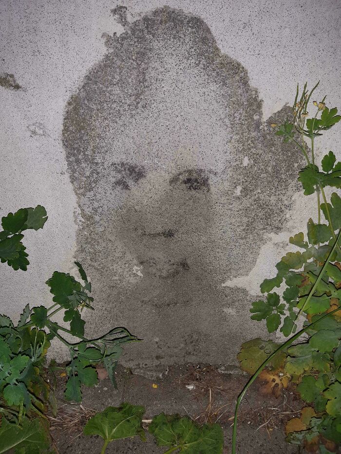 A ghostly face, formed by discoloration on a concrete wall, emerges from behind green foliage. This creepy image provides nightmare fuel.