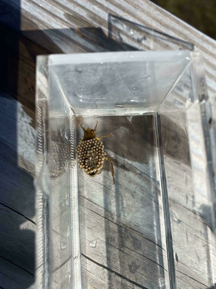 Creepy images of a large insect covered in eggs, held within a clear container on a wooden surface.