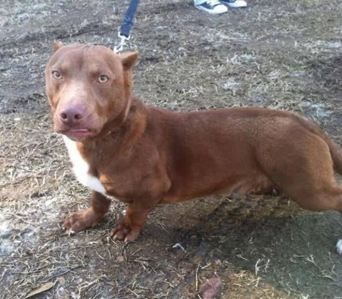 Creepy images of a strange, long-bodied dog resembling a dachshund-pitbull mix on a leash on muddy ground.