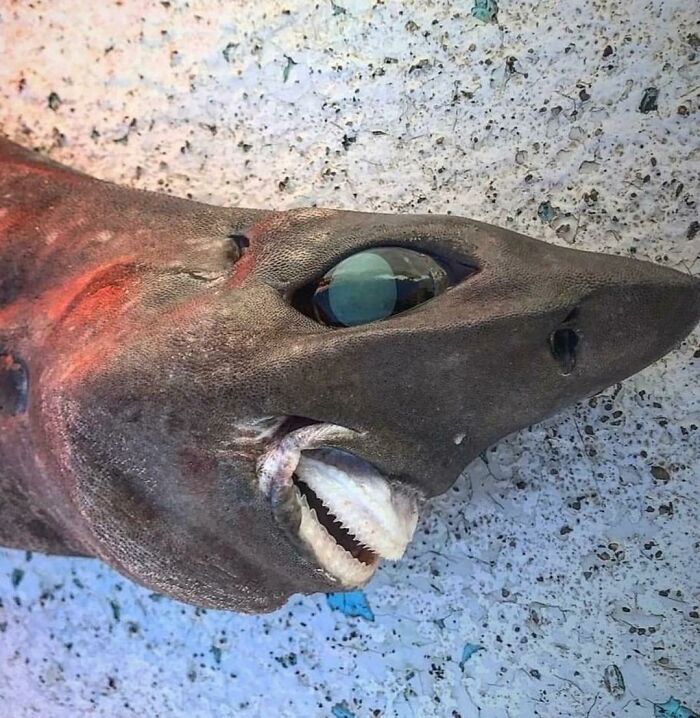 A deep-sea shark with large, black eyes and sharp teeth, a truly creepy image of marine life.