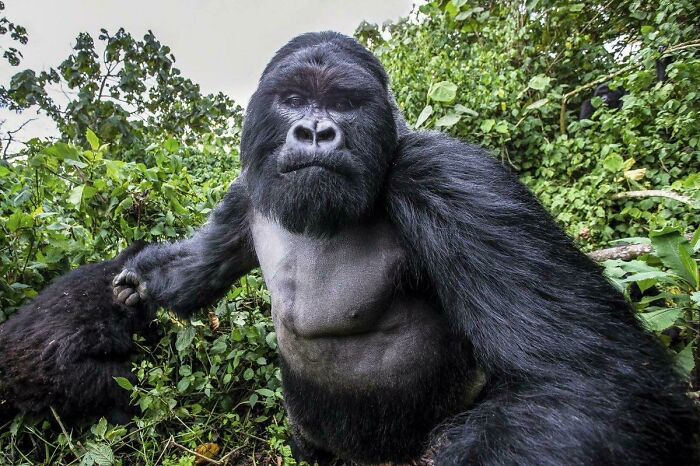 A silverback gorilla looks directly into the camera, a creepy and intense image from the jungle.