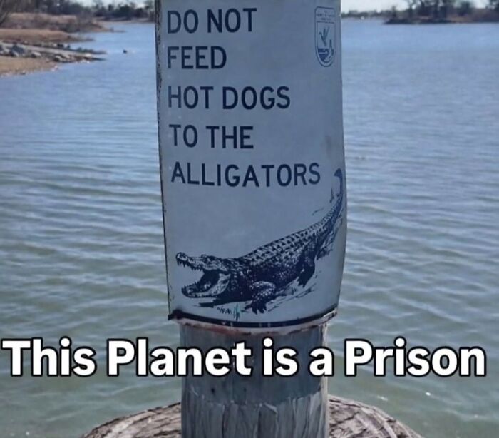 A sign warning not to feed hot dogs to alligators, highlighting the cultural decline into idiocy.
