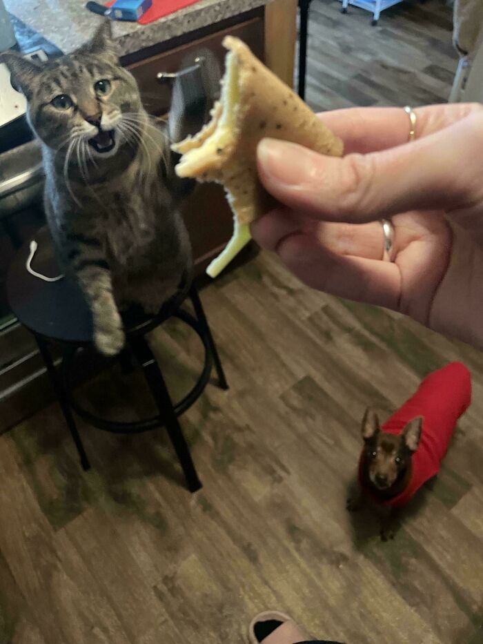 A cat looks surprised as a hand offers a piece of stupid vegan food, with a small dog in the background.