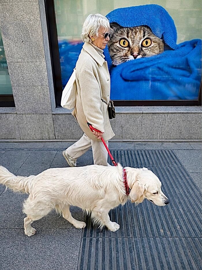 A photographer captures perfectly timed coincidences: a woman walking her dog past a window with a cat peeking from a blue blanket in Barcelona.