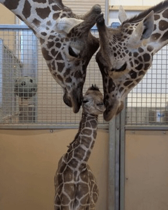 Proud Giraffe Parents Welcome Their New Baby To The World