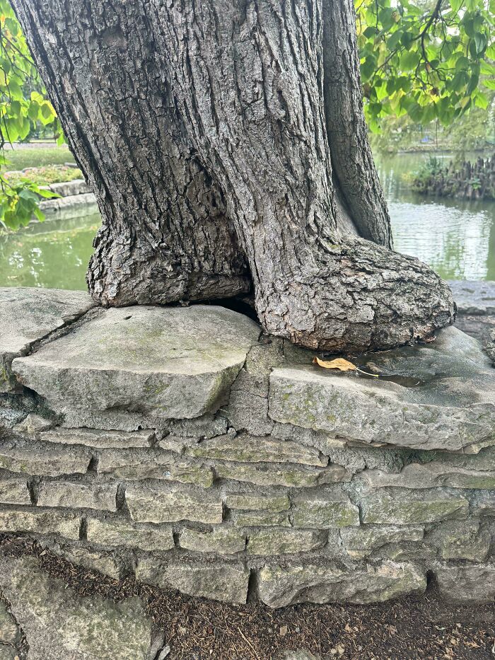 Fascinating pictures of a tree trunk with roots growing over and around a stone wall, illustrating trees eating things.