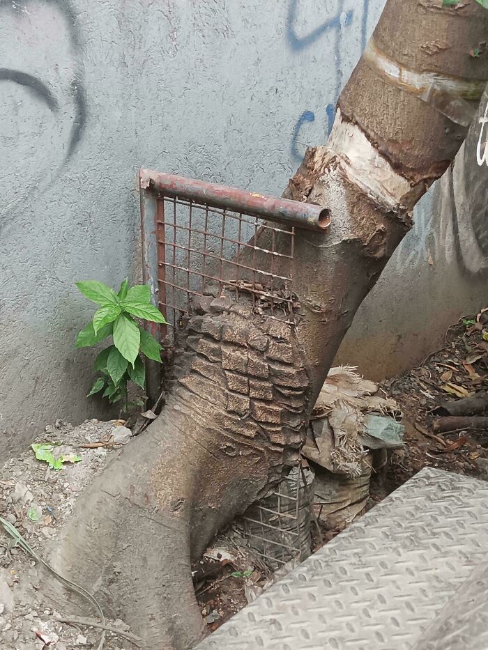 Unsettling picture of a tree eating a metal fence, absorbing the wire mesh into its bark.
