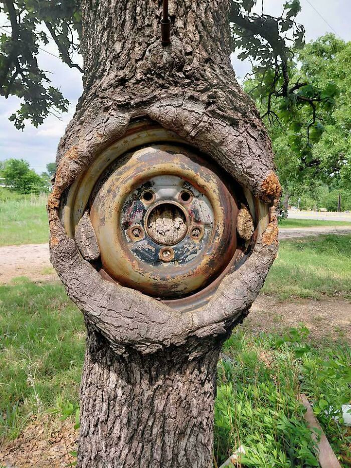 Unsettling picture of a tree eating an old rusty car wheel, fully engulfed by the tree's trunk.