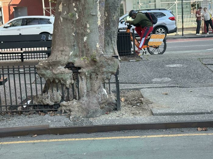 Fascinating picture of a tree eating a metal fence by growing around it on a city street.