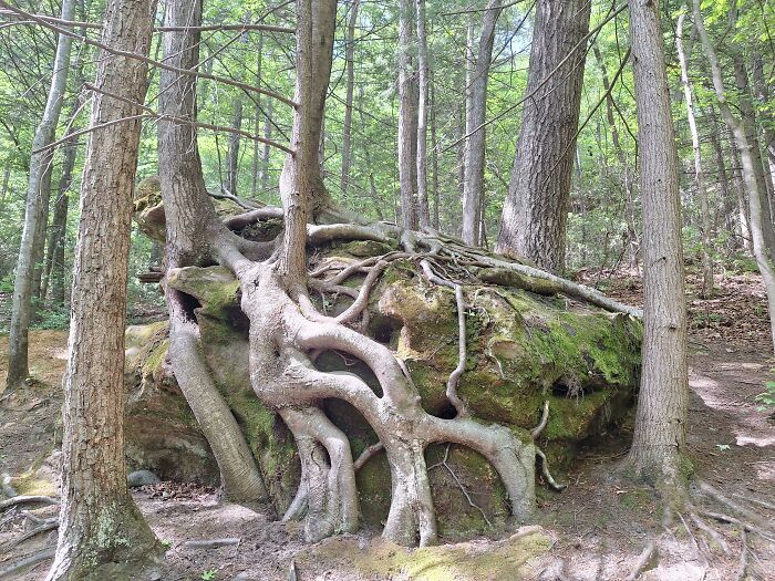 Large tree roots growing over and around a mossy rock, showing how trees adapt to their environment.