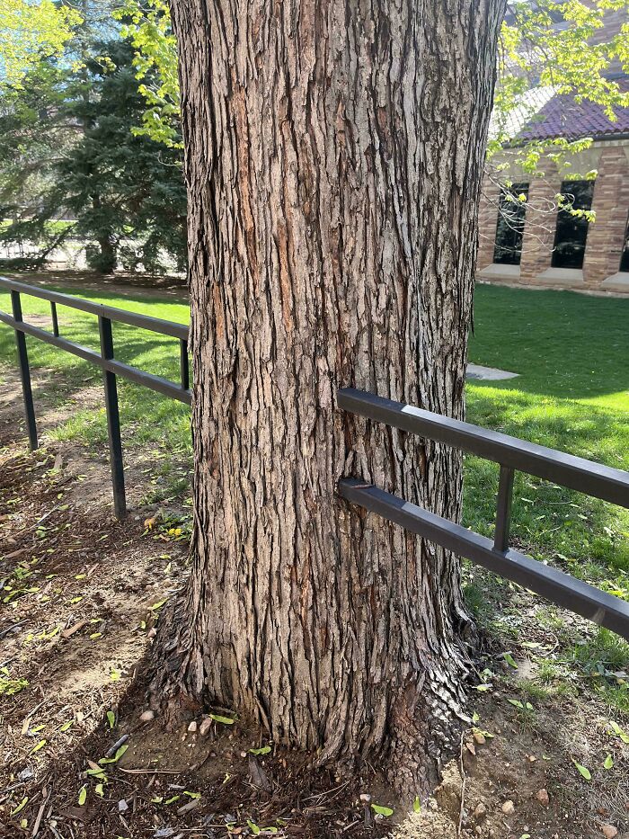 A tree trunk with a metal railing embedded within its growth, a surprising image of trees eating things.