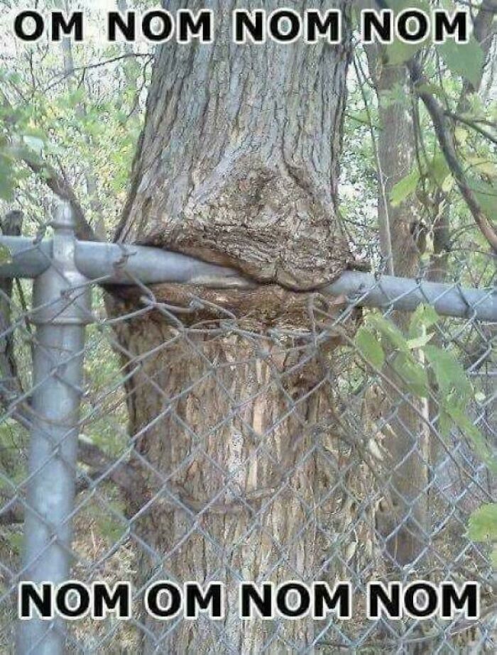 A tree trunk growing around a metal fence, illustrating how trees eat things people left behind.