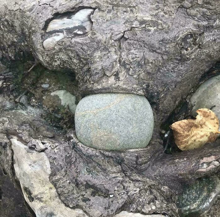 A tree trunk with a round stone nestled within its roots, a fascinating example of trees eating things.