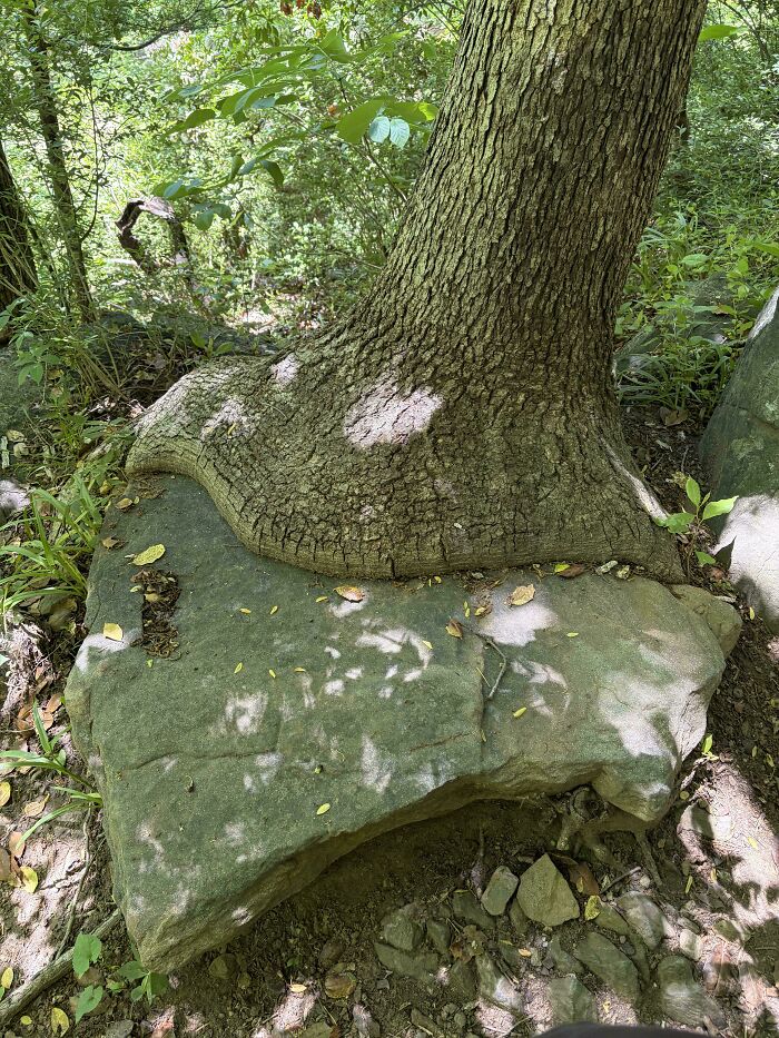 A tree trunk growing over a large rock, demonstrating a picture of trees eating things.