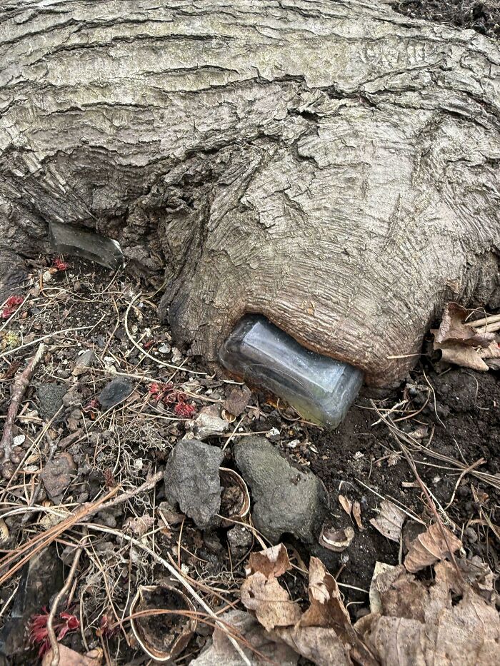 A tree trunk absorbing a glass bottle, showcasing a fascinating picture of trees eating things.