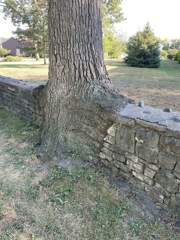 Fascinating picture of a tree eating a stone wall, with the tree trunk growing through the wall.