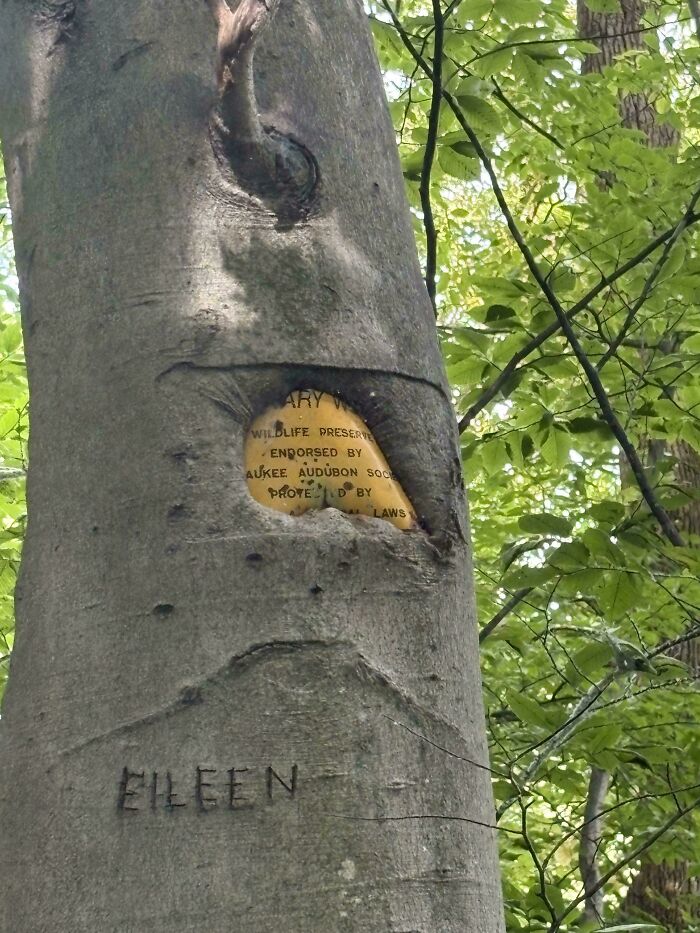 Unsettling yet fascinating picture of a tree eating a metal sign, displaying partially visible text.