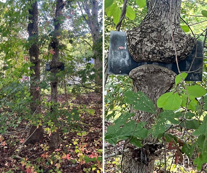 Fascinating picture of a tree eating a birdhouse, with the tree trunk merging into the structure.