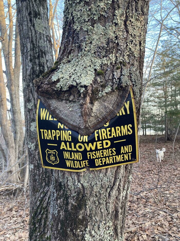 Unsettling yet fascinating pictures of trees eating things; a tree trunk swallowing a black and yellow sign about firearms.