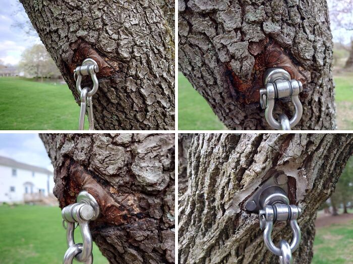 Unsettling yet fascinating pictures of trees eating things; a tree trunk slowly engulfing a metal swing hook.