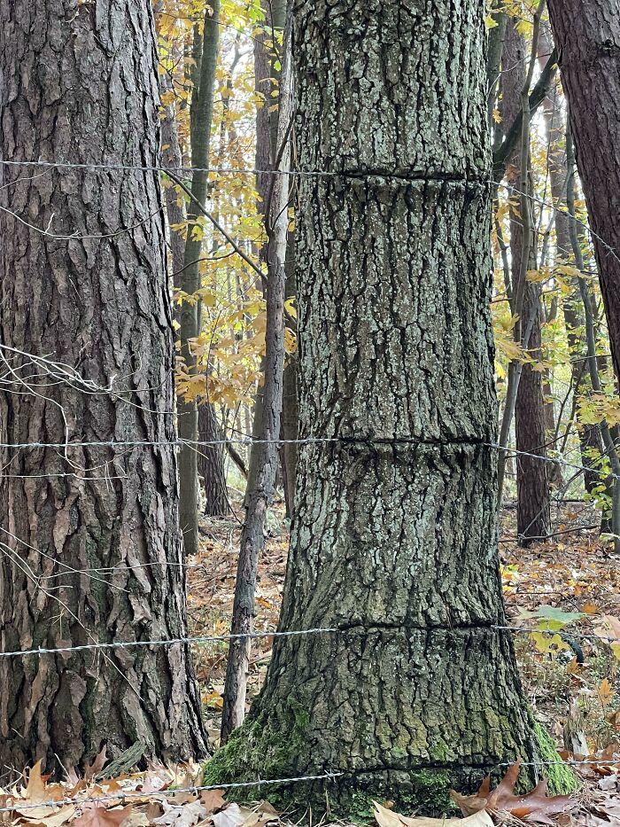 Barbed wire fence sections deeply embedded into the bark of a large tree, showing trees eating things.