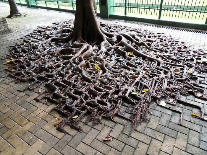 Extensive tree roots growing over and around a tiled sidewalk, demonstrating trees eating things in their path.