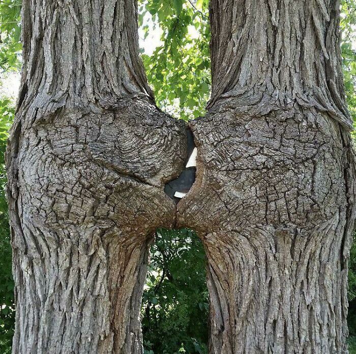Two tree trunks have grown together, merging to form a unique shape, an example of trees eating things.