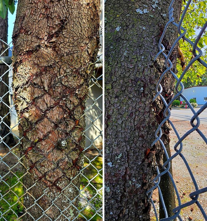 A chain-link fence is embedded into the bark of a tree trunk, a clear picture of trees eating things.
