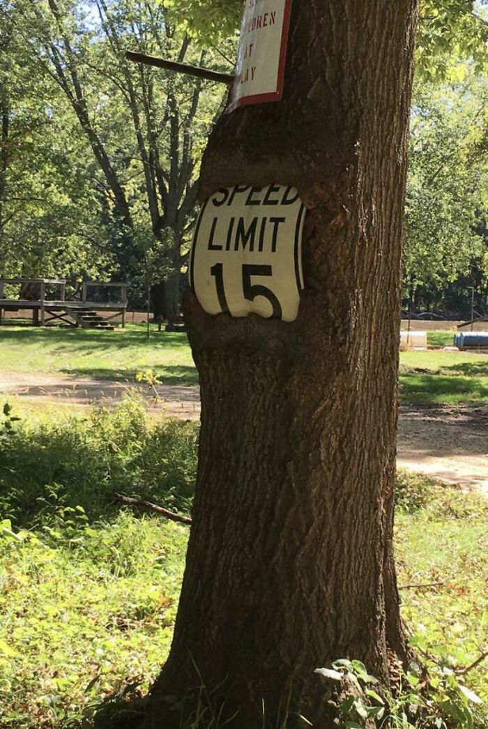 A tree trunk has grown around a speed limit sign, displaying trees eating things.