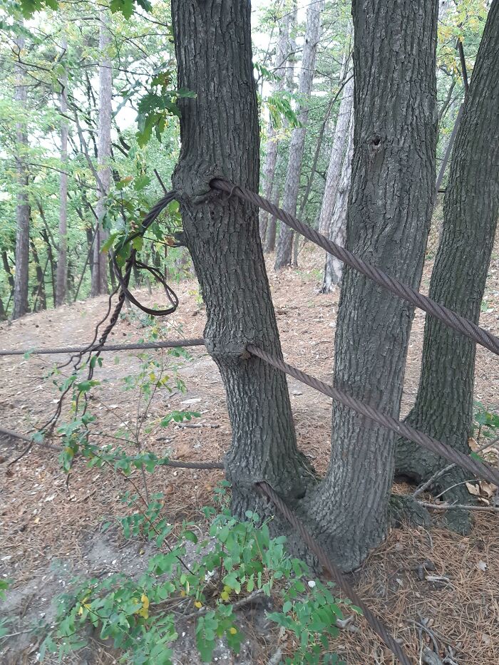 Unsettling picture of trees eating thick metal cables, highlighting trees eating things in nature.