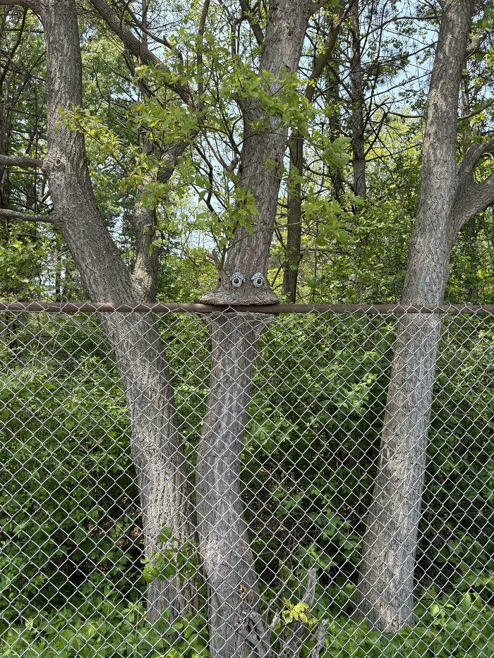 Fascinating picture of a tree growing around a chain-link fence, with googly eyes on the tree, showing trees eating things.