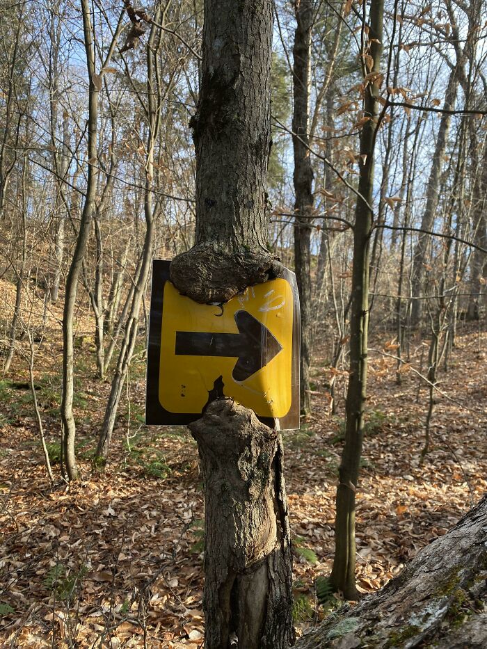 Picture of a tree eating a yellow directional arrow sign in a brown leaf forest, showing trees eating things.