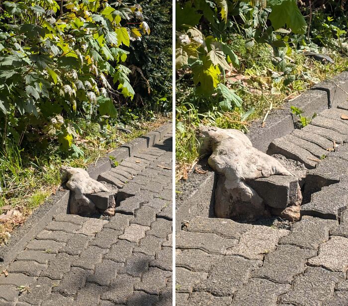 Fascinating pictures of trees eating a paved walkway, with roots breaking through the concrete path.