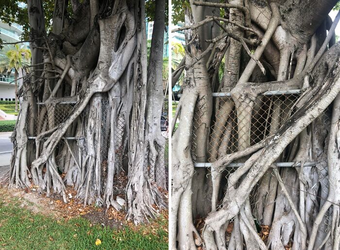 Fascinating pictures of trees eating a chain link fence, with roots growing through and around the metal.