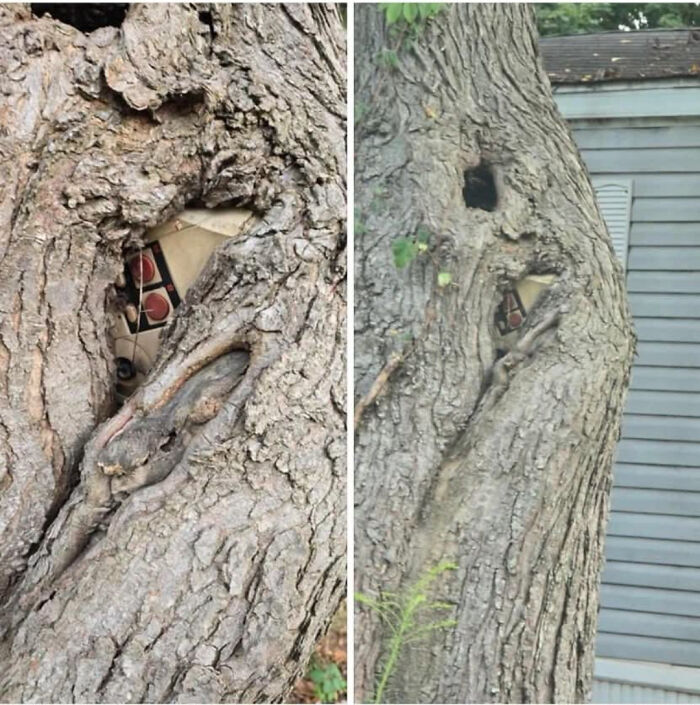 Fascinating pictures of trees eating a ceramic tile object, partially engulfed within the tree bark.