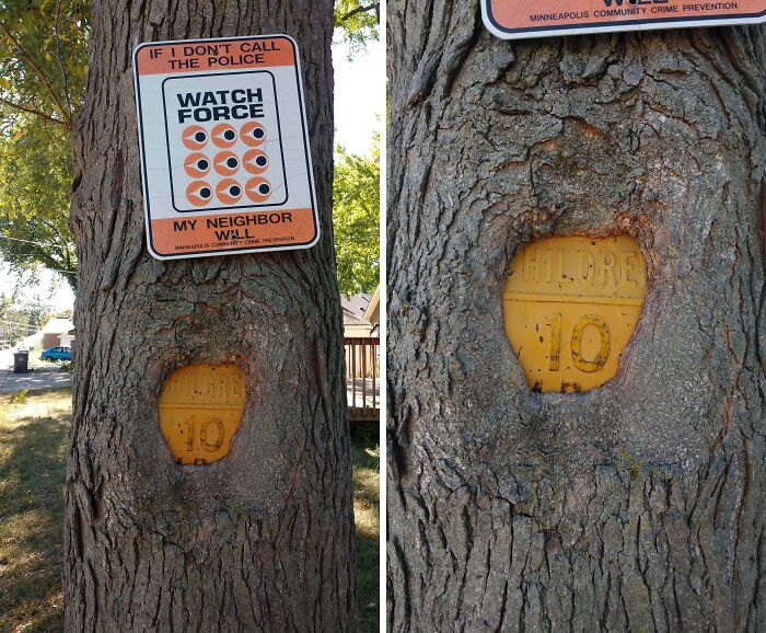 Fascinating pictures of trees eating a yellow sign with the word CHILDREN, showing the tree consuming it.
