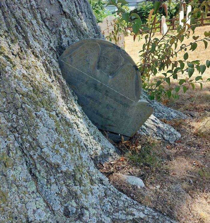 A tree trunk growing around an old tombstone, an unsettling yet fascinating picture of trees eating things.
