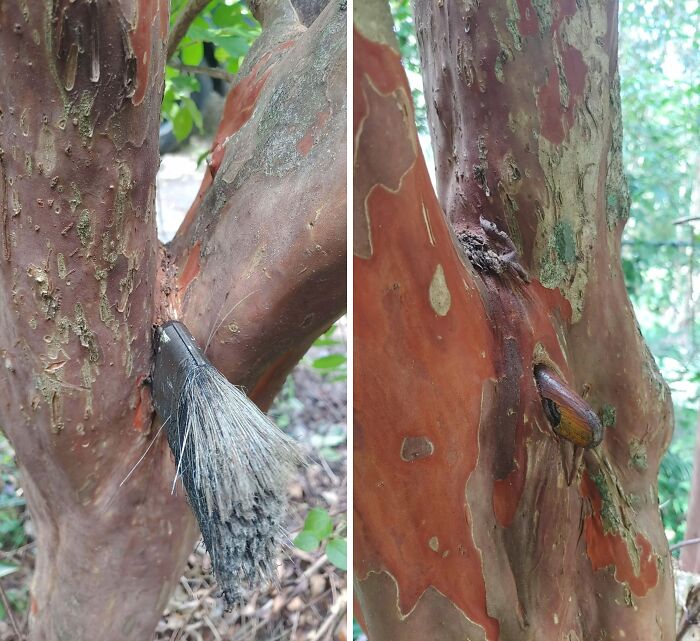 A tree eating a hairbrush and a piece of wood, unsettling yet fascinating pictures of trees eating things.