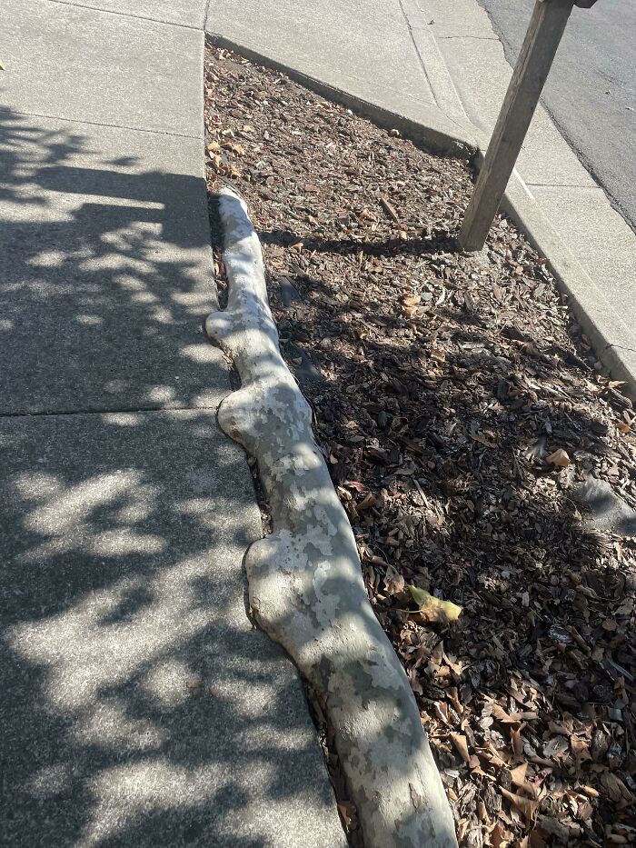 A tree root pushing up sidewalk concrete, a fascinating picture of trees eating things.