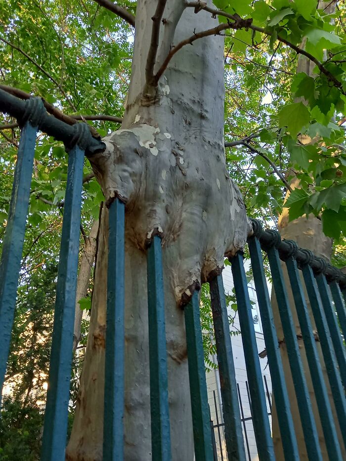 A tree growing through a metal fence, an unsettling yet fascinating picture of trees eating things.
