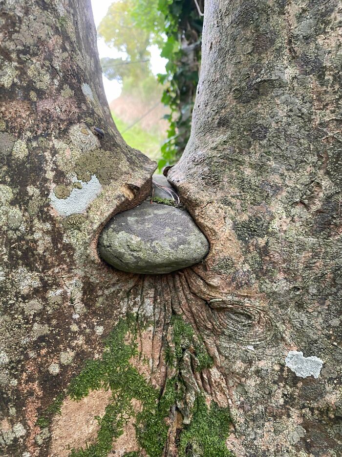 Unsettling picture of a tree eating a large stone, showing trees eating things people left behind.